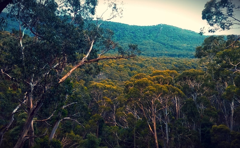Beeripmo Hike | Mt Cole State Forest and Mt Buangor State Park